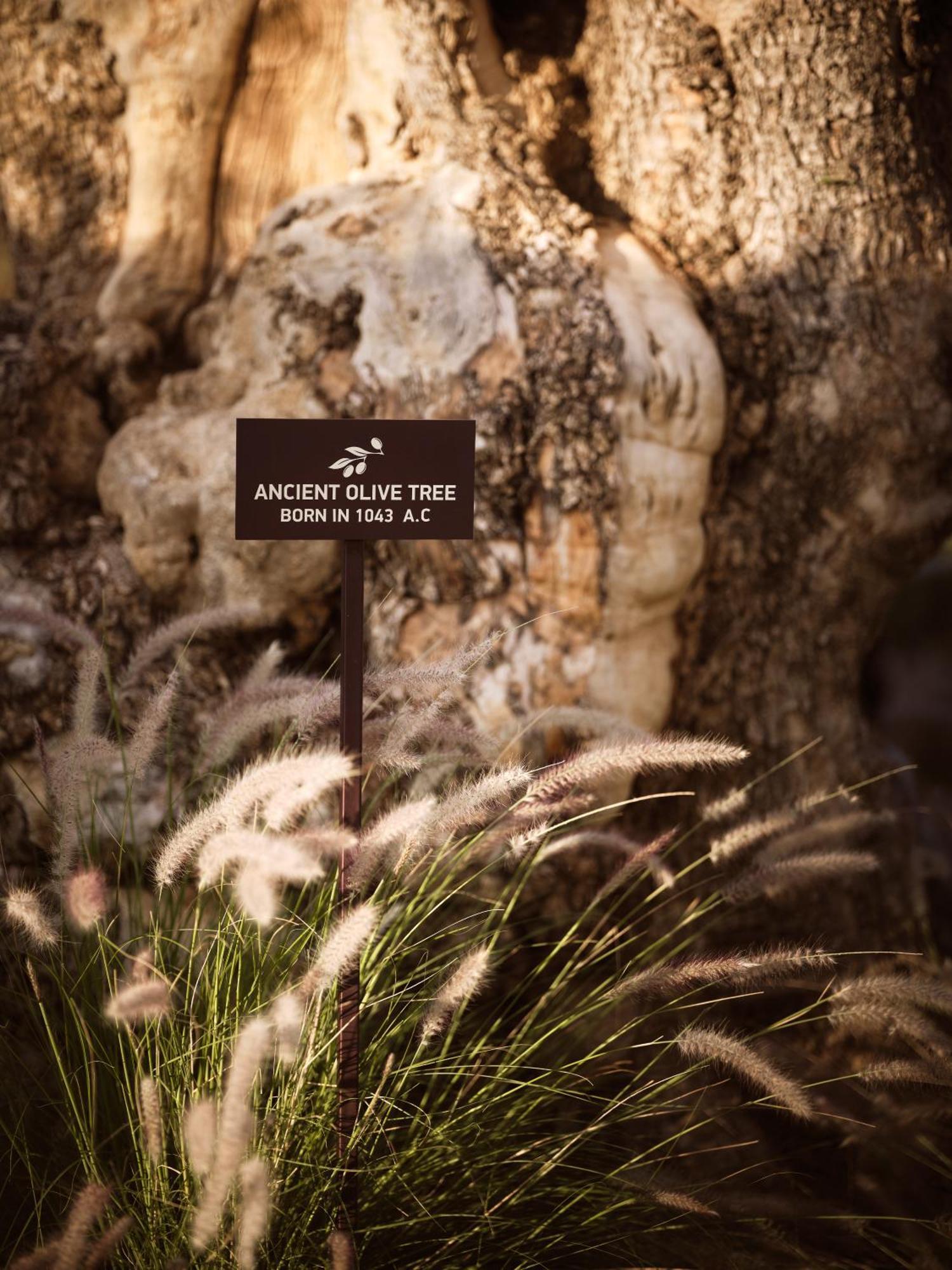 Acro Suites - A Wellbeing Resort (Adults Only) Agia Pelagia 외부 사진